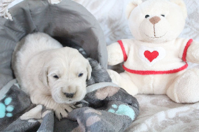 CHIOT 6